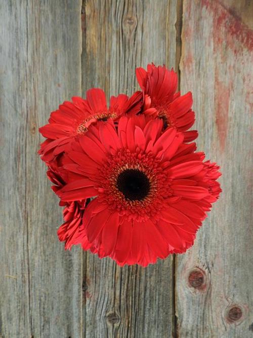  INFERNO RED GERBERA DAISY